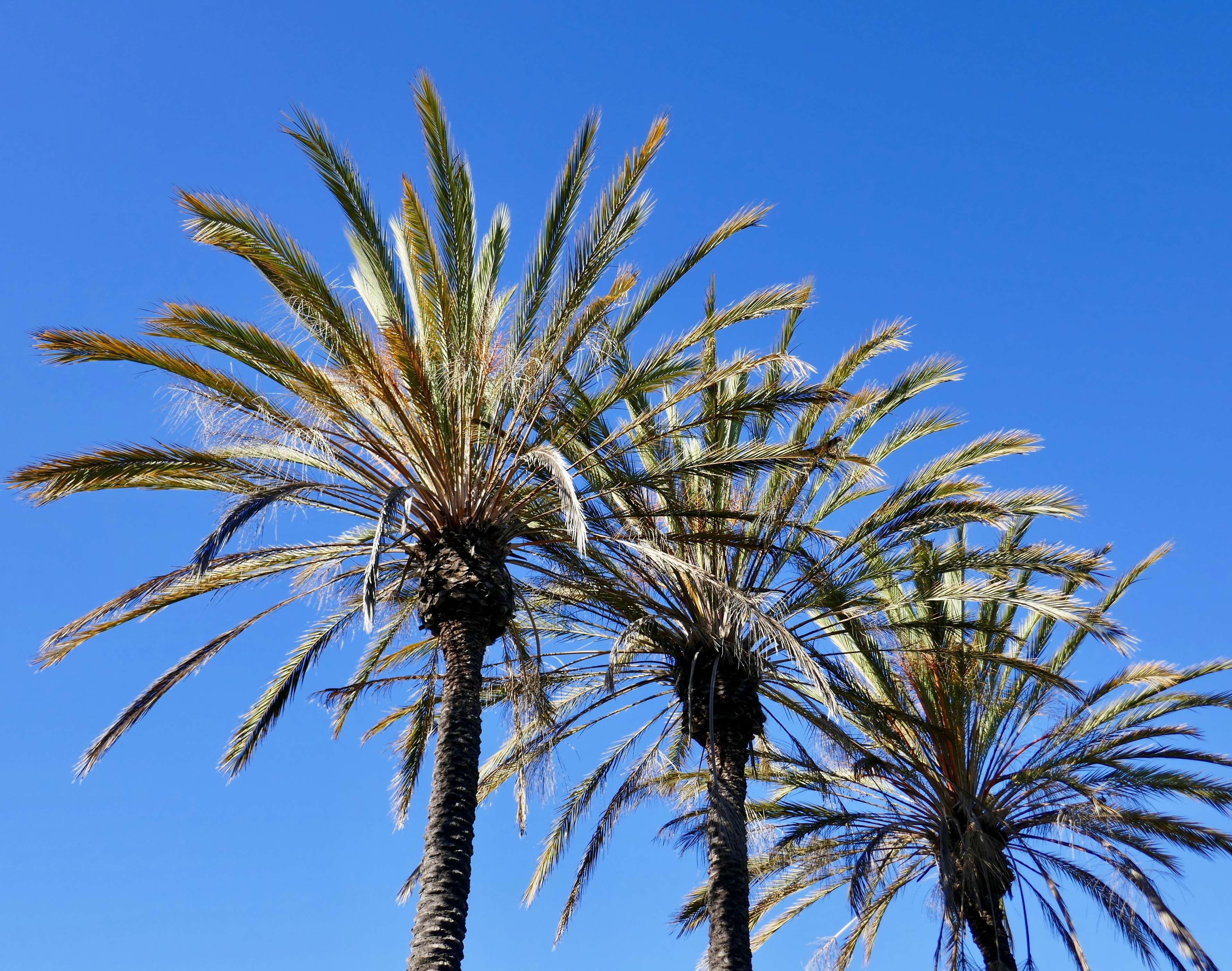 Best Western Golden Sails Hotel Long Beach Exterior photo
